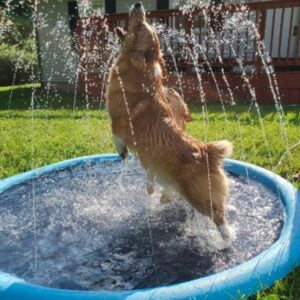 Piscina Para PET Inflável Com Aspersor Splash Divertido