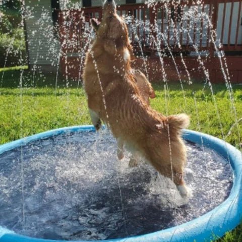 Piscina Para Criança e PET Inflável Com Aspersor Splash Divertido 11 Cachorro brincando com os jatos da mini piscina inflável com aspersor