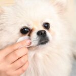 Lenços Para Limpeza De Olhos E Ouvidos De Animais De Estimação 150 Peças – NiyaPet